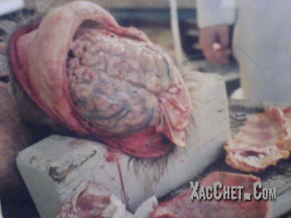 shockvn.xtgem.com6